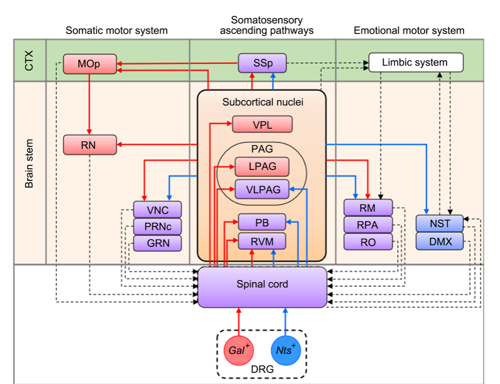 Distinct neural networks derived from galanin-containing nociceptors and neurote